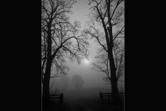 A Cheshire Fog by David Bailey - C