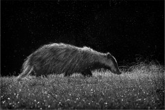 Brock on a Wet Night by Jeff Dakin - VHC