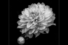 Dahlia by Kevin Blake - HC