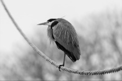 Grey Heron On the Ropes by Jeff Dakin - VHC