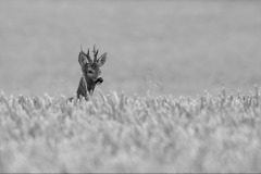 Roe buck in a field of Barley by Jeff Dakin - HC