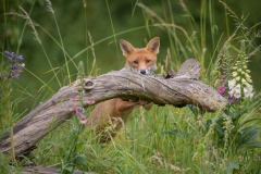 Peek-a-boo Fox by Steve Gresty - 16 Points