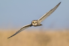 Short-eared Owl Coming at Ya! by Steve Gresty - 19 Points