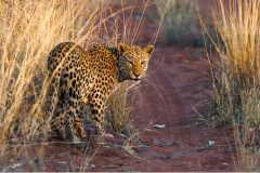 Leopard by Kevin Blake - Very Highly Commended