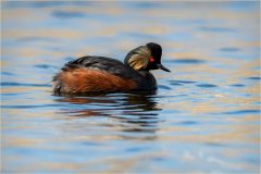 Black Necked Grebe by Jeff Dakin - Very Highly Commended