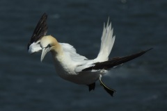 Gannet Hovering by Roy Dickinson- Commended