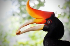 Hornbill in Profile by Sarah Cattermole - Highly Commended