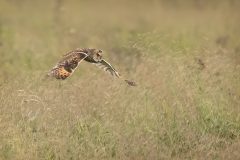 Long-eared Owl Hunting  by Jeff Dakin - Very Highly Commended