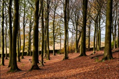 Lyme Park by Martin Pickles - Highly Commended