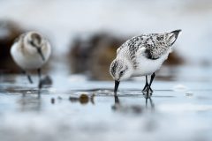 Sanderlings on the Beach by Jeff Dakin - Very Highly Commended - Winner