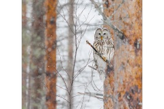 Ural Owl by Kevin Blake - Highly Commended