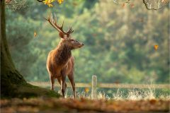 Autumn in the Park by Jeff Dakin - VHC - Winner