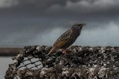 Menacing Starling by Kevin Blake - VHC