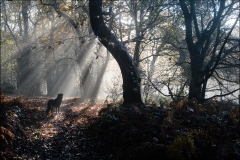 Misty Morning at Alderley Edge by Martin Pickles - HC