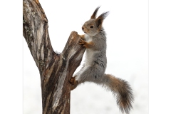 Red Squirrel by Kevin Blake - HC