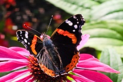 Red Admiral by Roy Dickinson - Commended