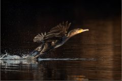 Cormorant. First Light by Jeff Dakin - Very Highly Commended