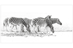 Plains Zebras by Kevin Blake- Very Highly Commended