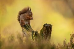 Red Squirrel, The Golden Hour by Jeff Dakin - Highly Commended