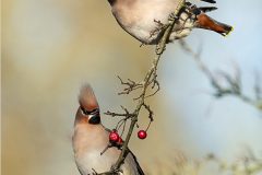 Derbyshire Waxwings by Jeff Dakin - 19 Points - Highly Commended