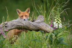 Peek-a-boo Fox by Steve Gresty - 17 Points